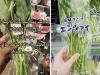 Công dụng của loại rau rẻ bèo ở Việt Nam, bán theo cọng ở Nhật