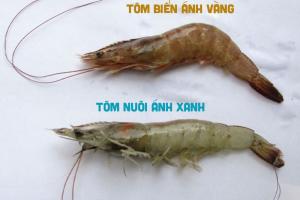 Nghe người bán tôm không bao giờ sai: Cách phân biệt tôm nuôi và tôm tự nhiên rất đơn giản